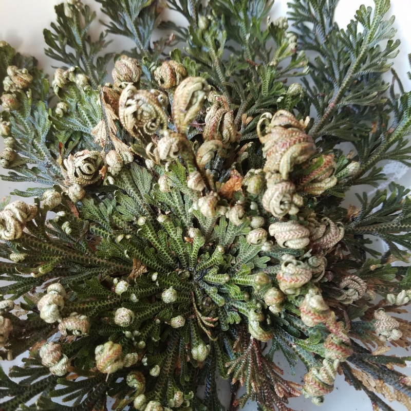 Dinosaur Plant, False Rose of Jericho